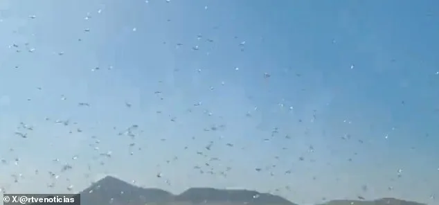 Canary Islands Officials Issue 'Stay Calm' Amid Locust Swarm Threat to Crops