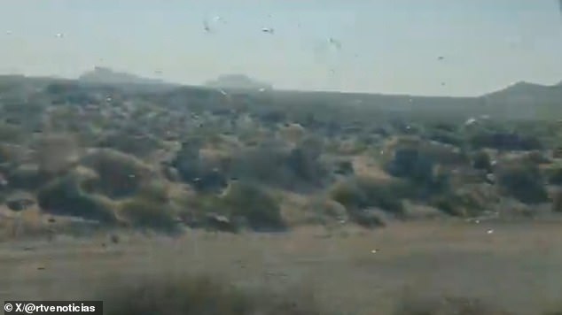 Canary Islands Officials Issue 'Stay Calm' Amid Locust Swarm Threat to Crops