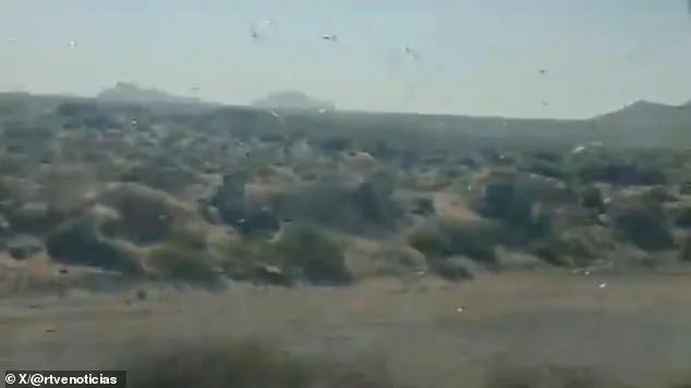 Canary Islands Officials Issue 'Stay Calm' Amid Locust Swarm Threat to Crops