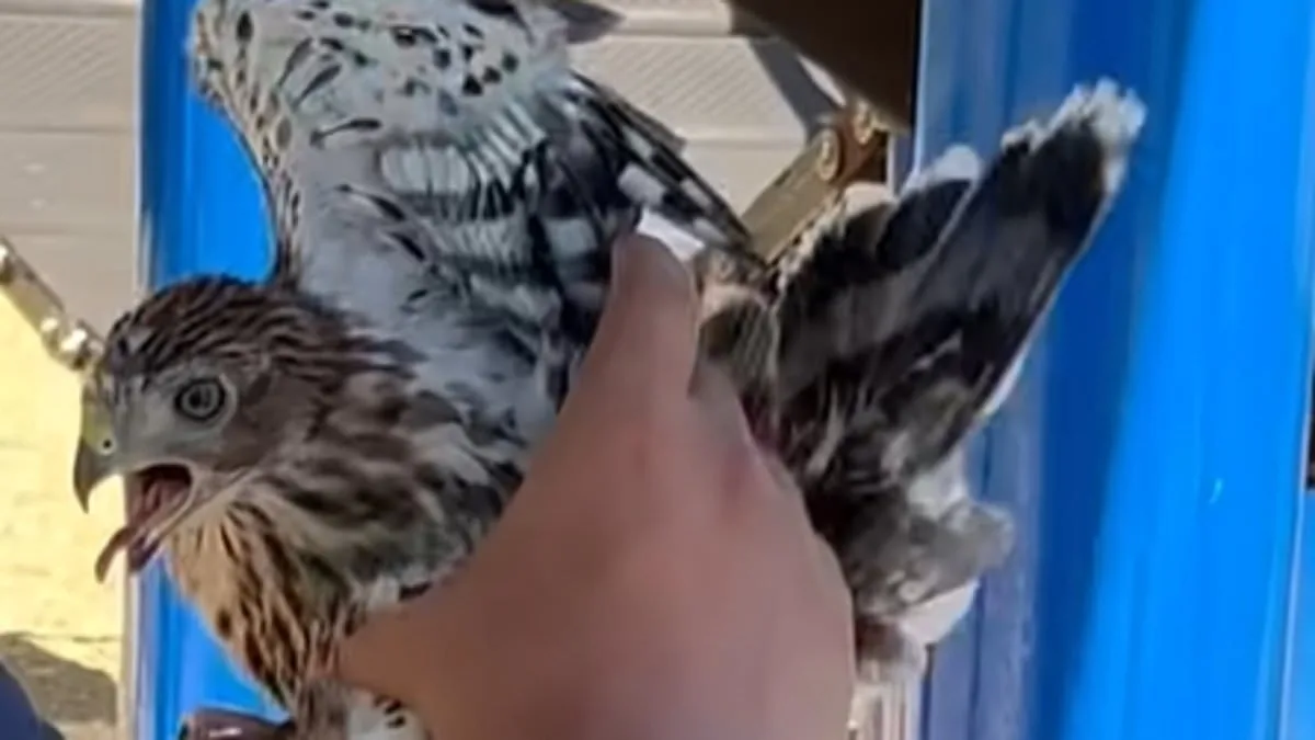 Los Angeles Man Faces 45 Days in Prison for Cruelty to Protected Hawk