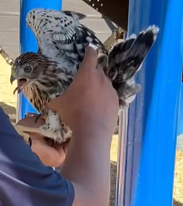 Los Angeles Man Faces 45 Days in Prison for Cruelty to Protected Hawk