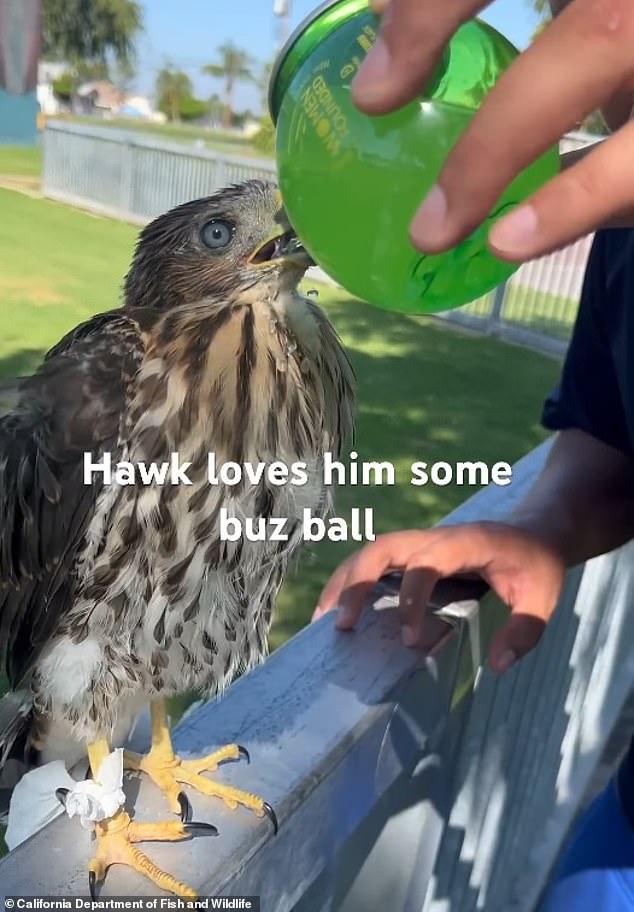 Los Angeles Man Faces 45 Days in Prison for Cruelty to Protected Hawk