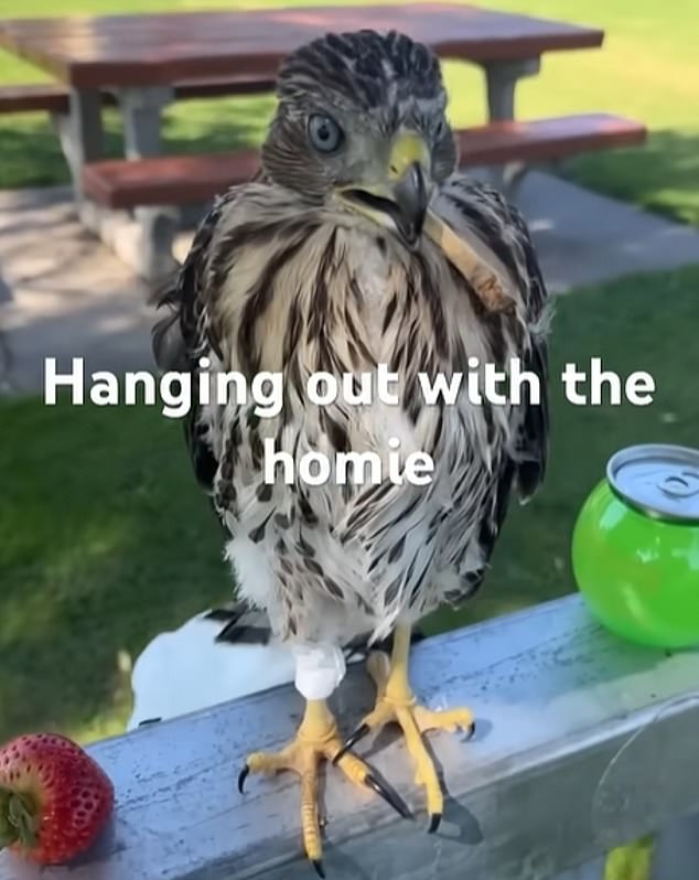 Los Angeles Man Faces 45 Days in Prison for Cruelty to Protected Hawk