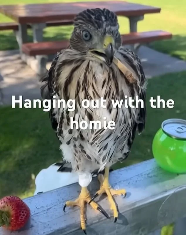 Los Angeles Man Faces 45 Days in Prison for Cruelty to Protected Hawk
