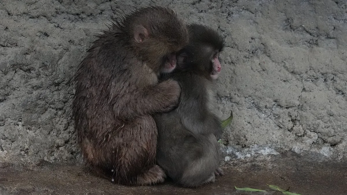 Punch the Macaque's Journey from Plush Toy Companion to Social Primate at Ichikawa Zoo