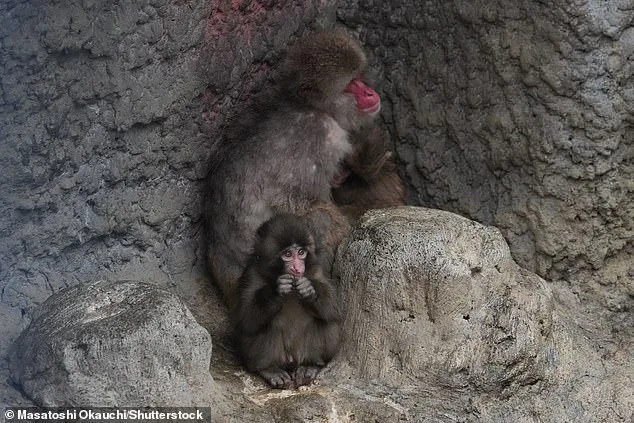 Punch the Macaque's Journey from Plush Toy Companion to Social Primate at Ichikawa Zoo