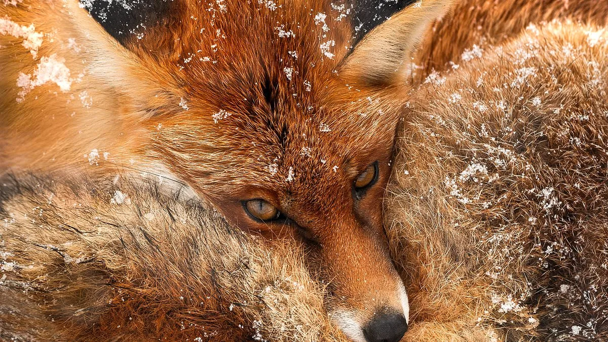 Chris Packham's Debut Fine Art Photography Exhibition 'More Beautiful Than You' Opens in London on March 12