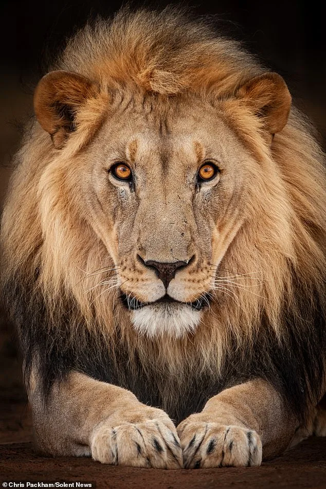 Chris Packham's Debut Fine Art Photography Exhibition 'More Beautiful Than You' Opens in London on March 12