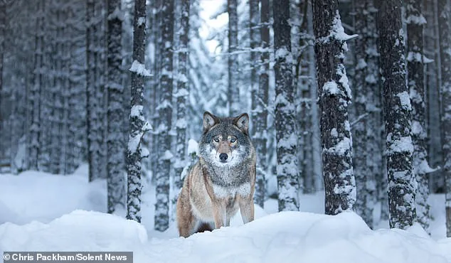 Chris Packham's Debut Fine Art Photography Exhibition 'More Beautiful Than You' Opens in London on March 12