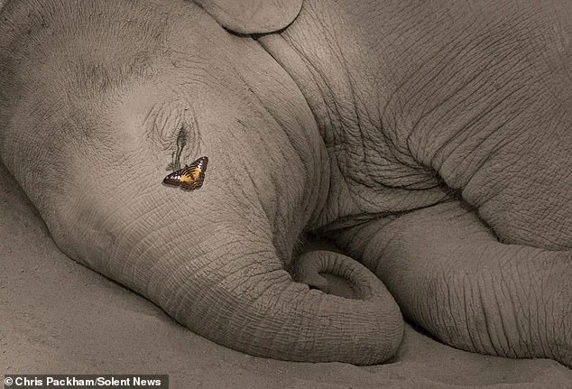 Chris Packham's Debut Fine Art Photography Exhibition 'More Beautiful Than You' Opens in London on March 12