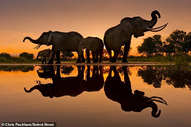 Chris Packham's Debut Fine Art Photography Exhibition 'More Beautiful Than You' Opens in London on March 12