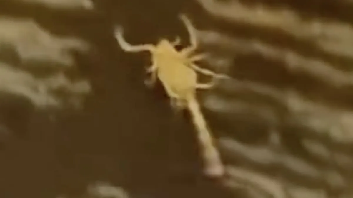 Scorpion Stings Spark Legal Action at Silver Sevens Hotel as Guests Demand Accountability