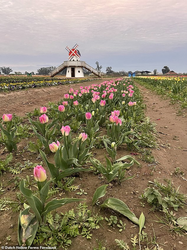 Tulip Farm Owner Fumes as Viral TikTok Surge Tramples Blooms