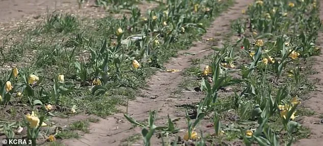 Tulip Farm Owner Fumes as Viral TikTok Surge Tramples Blooms