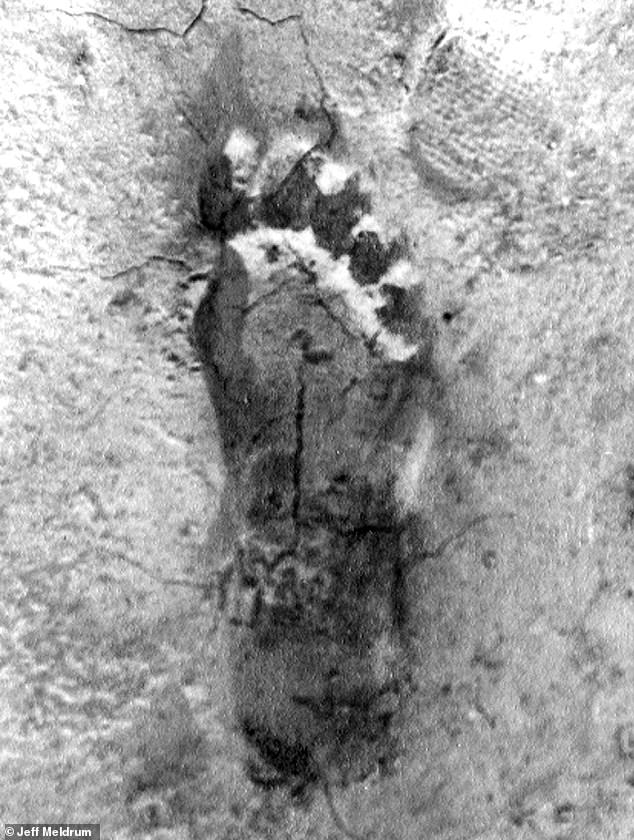 Unprecedented Cryptid 'Flap' Sparks Mystery in Ohio's Rural Communities