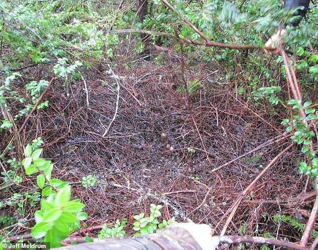 Unprecedented Cryptid 'Flap' Sparks Mystery in Ohio's Rural Communities