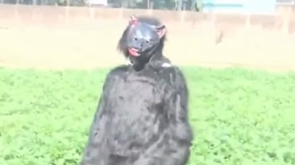 Desperate Farmers in India's Sambhal District Turn to Bear Costumes to Deter Monkeys Raiding Crops