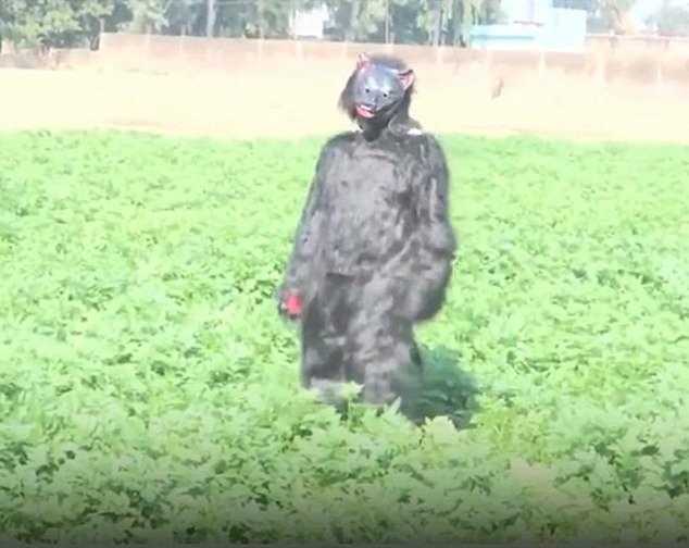 Desperate Farmers in India's Sambhal District Turn to Bear Costumes to Deter Monkeys Raiding Crops