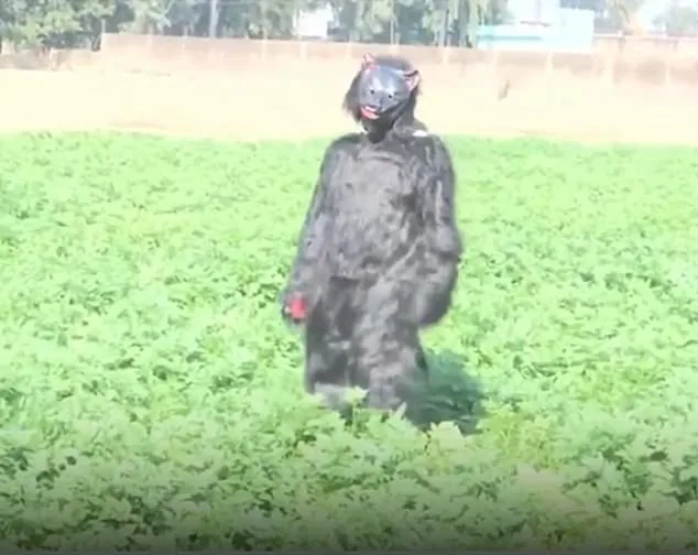Desperate Farmers in India's Sambhal District Turn to Bear Costumes to Deter Monkeys Raiding Crops
