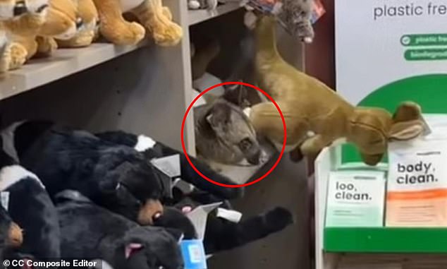 MailOnline Introduces Automatic Facebook Comment Sharing, Raising Privacy Concerns