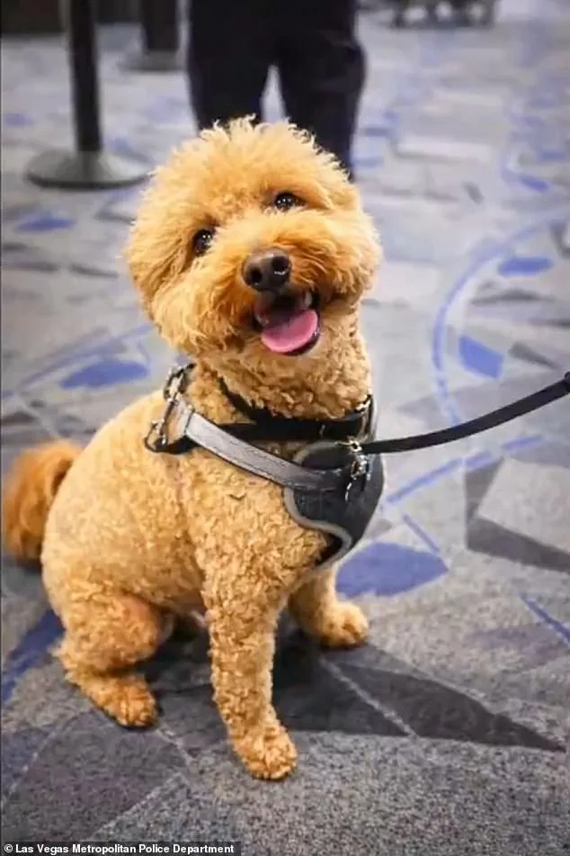 Woman Charged with Abandoning Service Dog at Las Vegas Airport After Being Denied Travel Permission