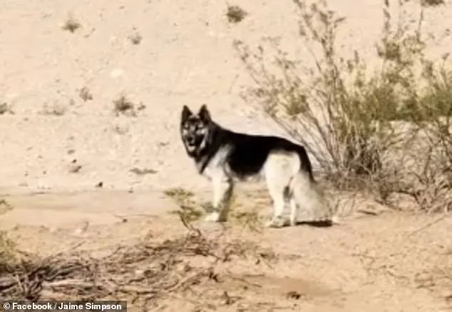 America's Saddest Husky: Left Behind in Arizona's Desert After ICE Deportation