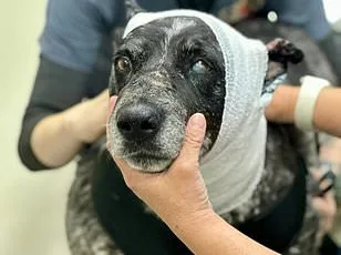 America's Saddest Husky: Left Behind in Arizona's Desert After ICE Deportation