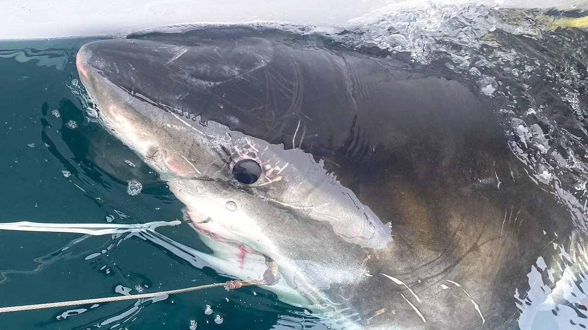 Great White Shark Sights Near Mar-a-Lago