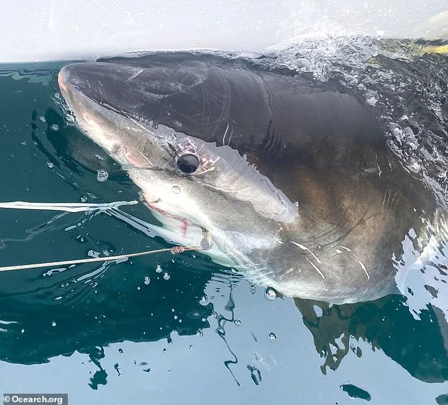 Great White Shark Sights Near Mar-a-Lago