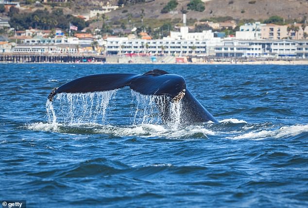 Pismo Beach Named America's Best Small Coastal Town for Second Year