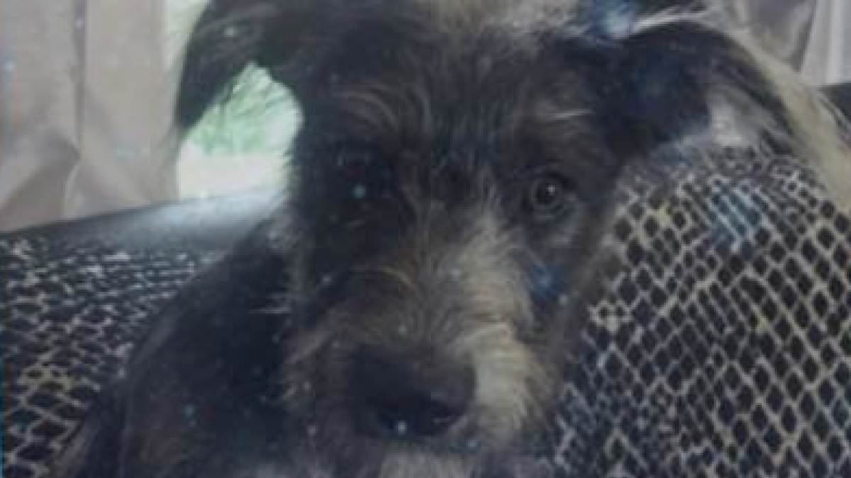 Small dog attacks shatter myths, killing young girl in Essex.