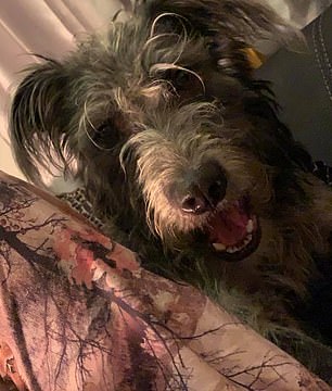 Small dog attacks shatter myths, killing young girl in Essex.