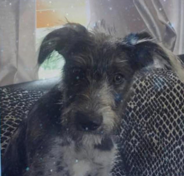 Small dog attacks shatter myths, killing young girl in Essex.