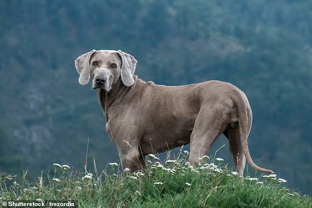 Small dog attacks shatter myths, killing young girl in Essex.