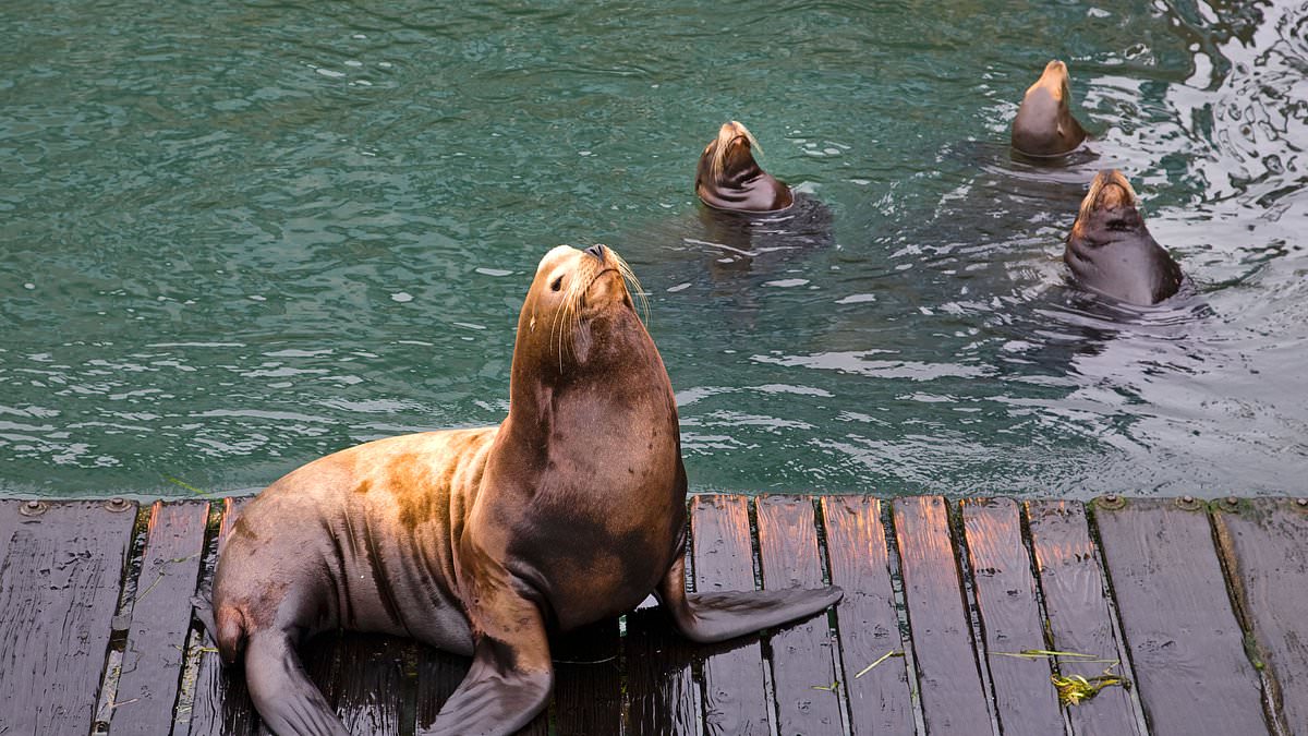 Officials debate lethal sea lion removals to save struggling salmon stocks.