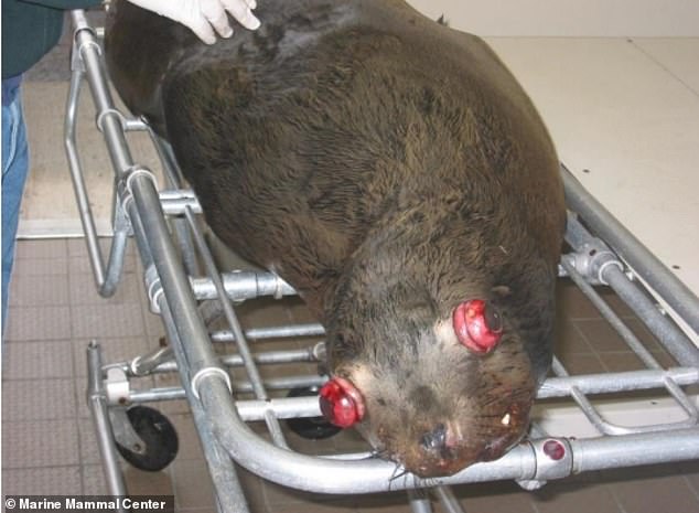 Officials debate lethal sea lion removals to save struggling salmon stocks.