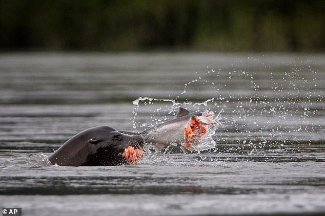 Officials debate lethal sea lion removals to save struggling salmon stocks.