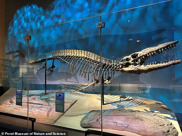 Scientists Unveil Giant 43-Foot Mosasaur Ruler of Ancient Seas