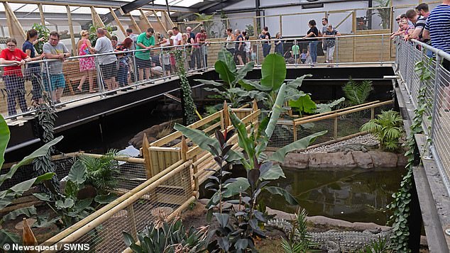 Hero zookeeper rescues toddler from crocodile pit after distracted carers