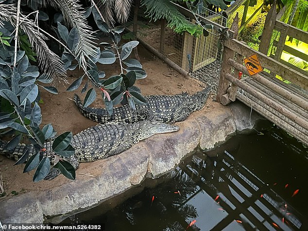 Hero zookeeper rescues toddler from crocodile pit after distracted carers