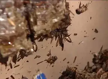 Bee Attack in Surprise, Arizona: 10 Individuals Injured