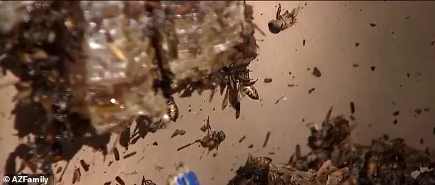 Bee Attack in Surprise, Arizona: 10 Individuals Injured