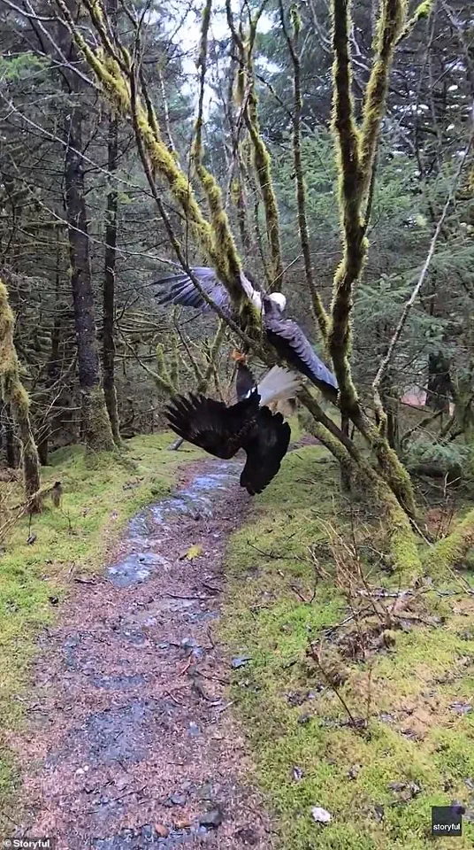 Hiker's Super Bowl Day Encounter with Tangled Bald Eagles