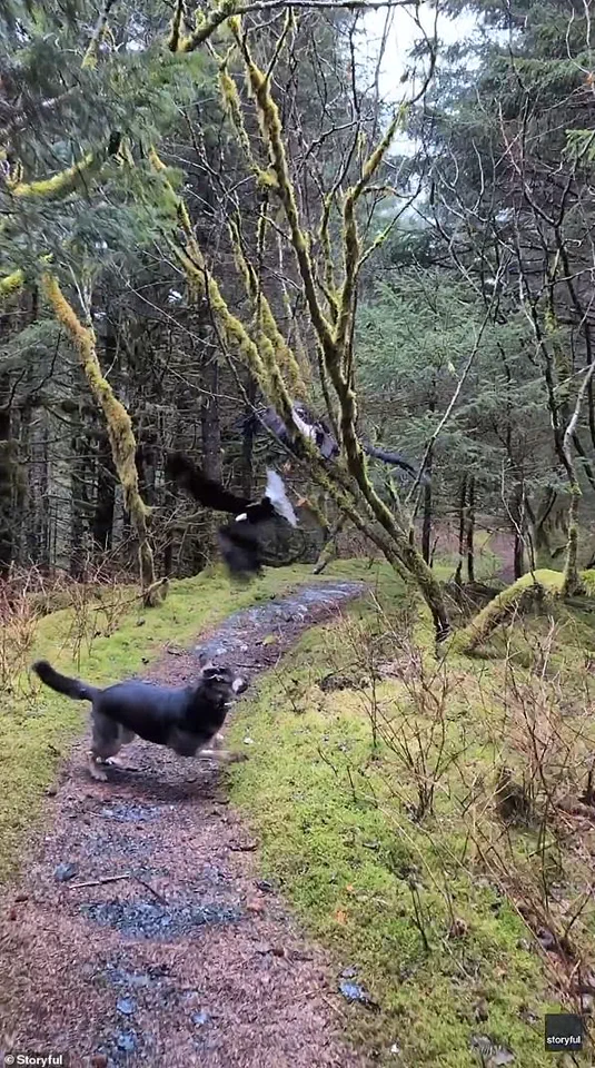 Hiker's Super Bowl Day Encounter with Tangled Bald Eagles