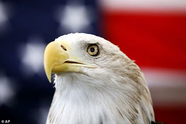 Hiker's Super Bowl Day Encounter with Tangled Bald Eagles