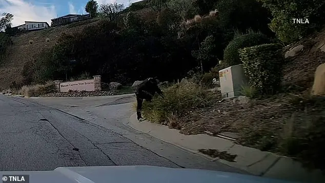 LA wildfire survivors chase and apprehend suspected arsonist
