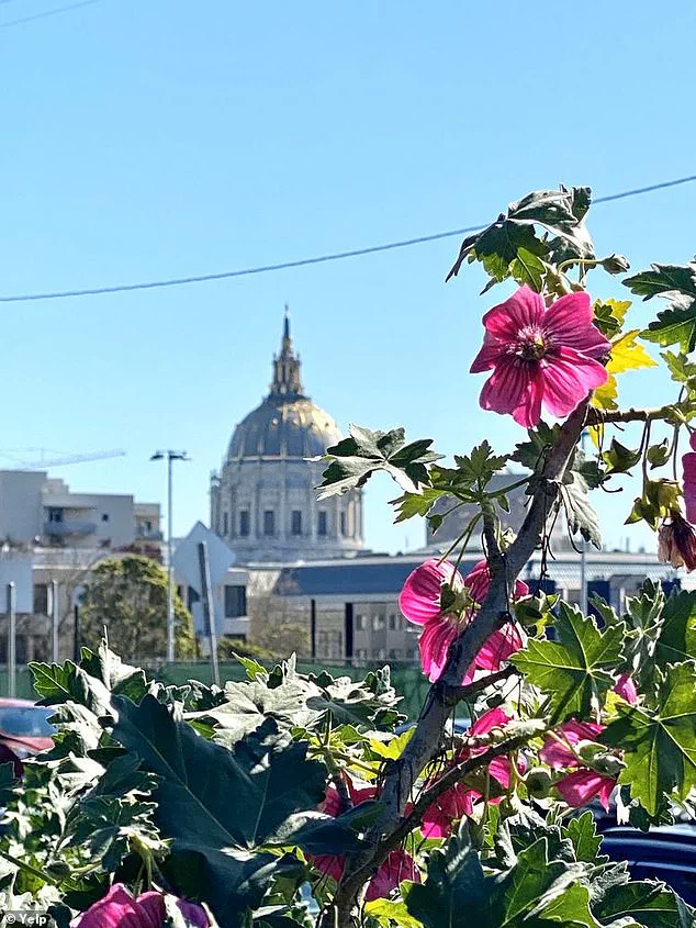 San Francisco's Jefferson Square Park becomes a 'Zombie Park'