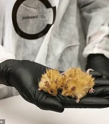 Scientists Create 'Woolly Mice' Using mammoth DNA