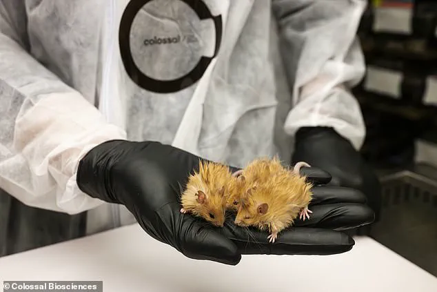 Scientists Create 'Woolly Mice' Using mammoth DNA