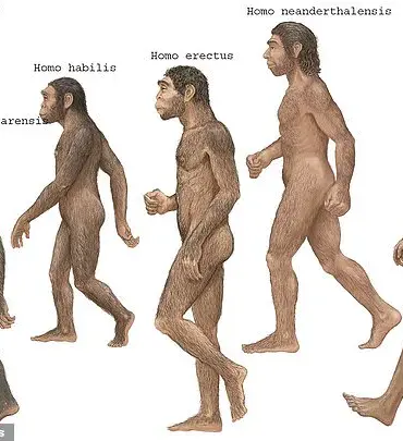 Scientists Unveil Hidden Chapter in Human Evolution: Evidence of Multiple Ancestral Populations